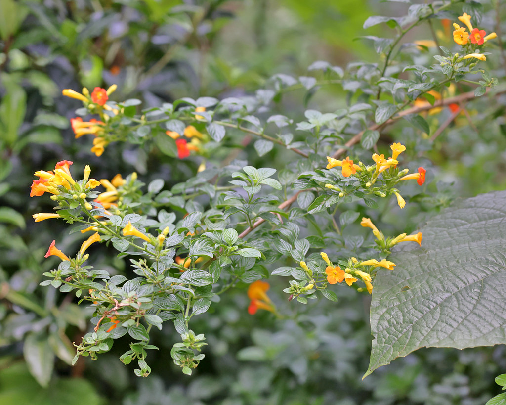 Foto van Marmeladestruik