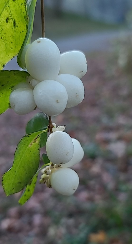 Foto van Gewone sneeuwbes