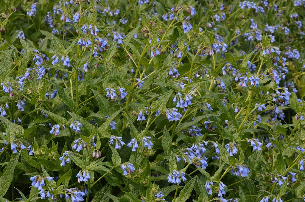 Foto van Ruwe smeerwortel