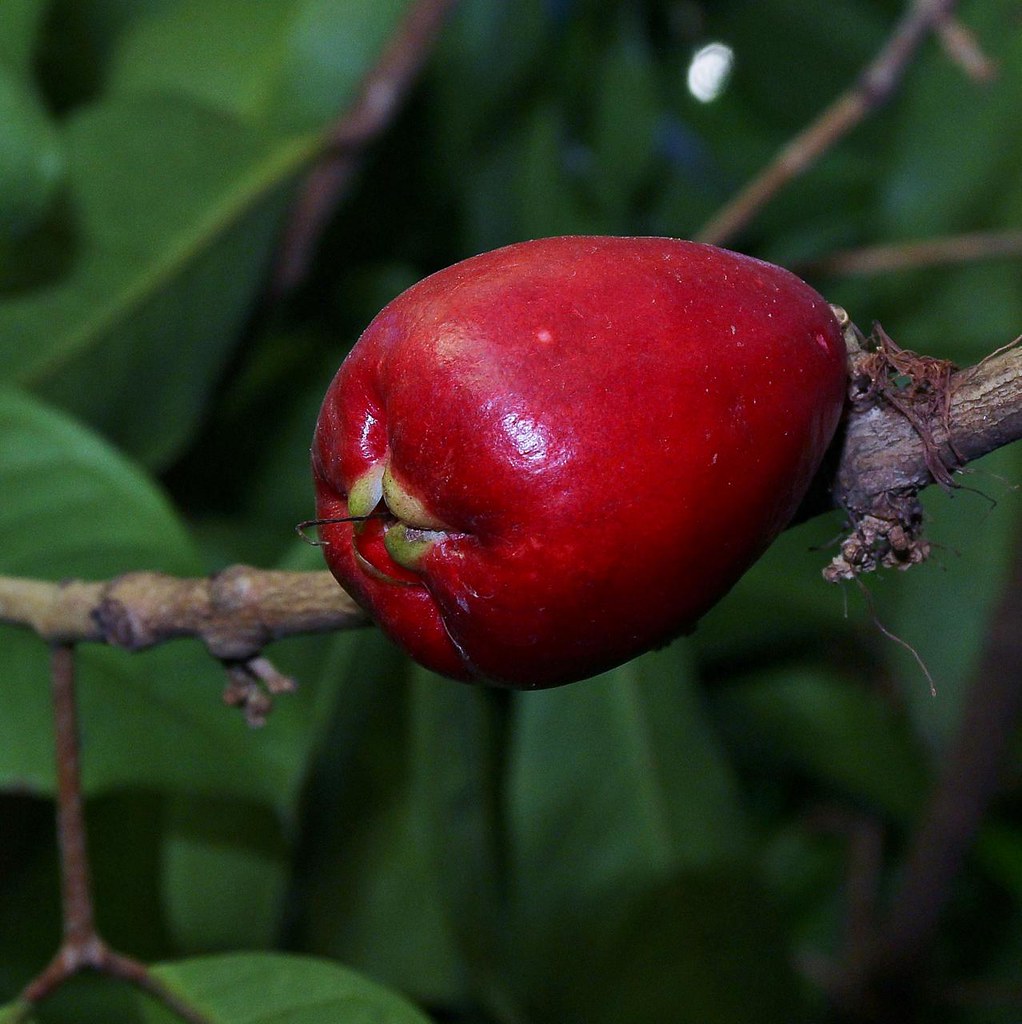 Foto van Maleisische rozenappel