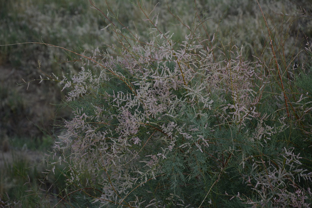 Foto van Chinese tamarisk