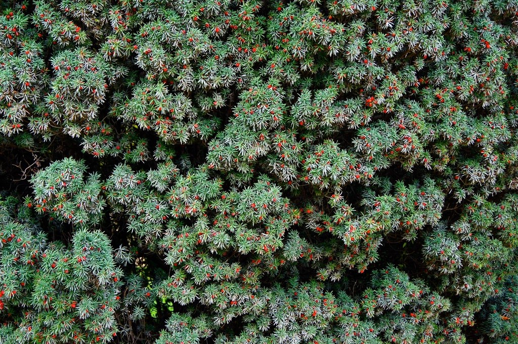 Foto van Ierse taxus ‘Fastigiata’