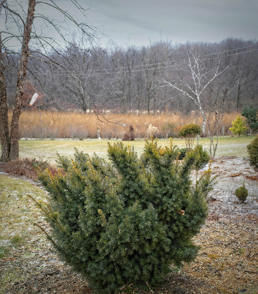 Foto van Japanse taxus