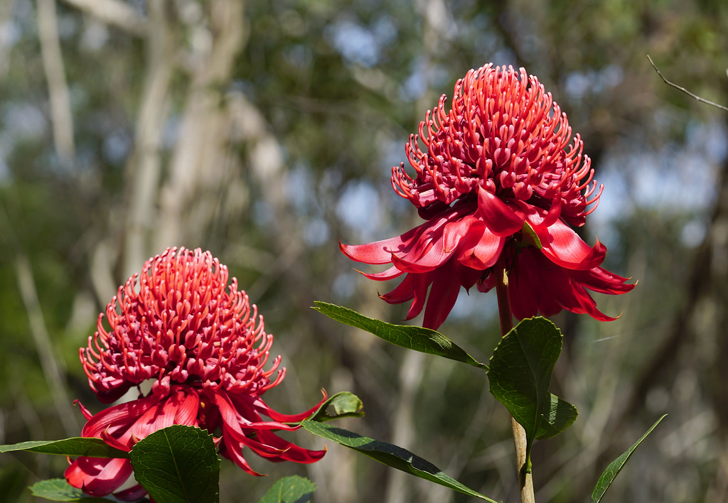 Foto van Australische waratah