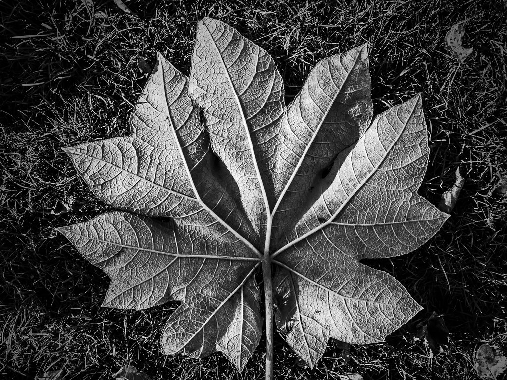 Foto van Rijstpapierplant