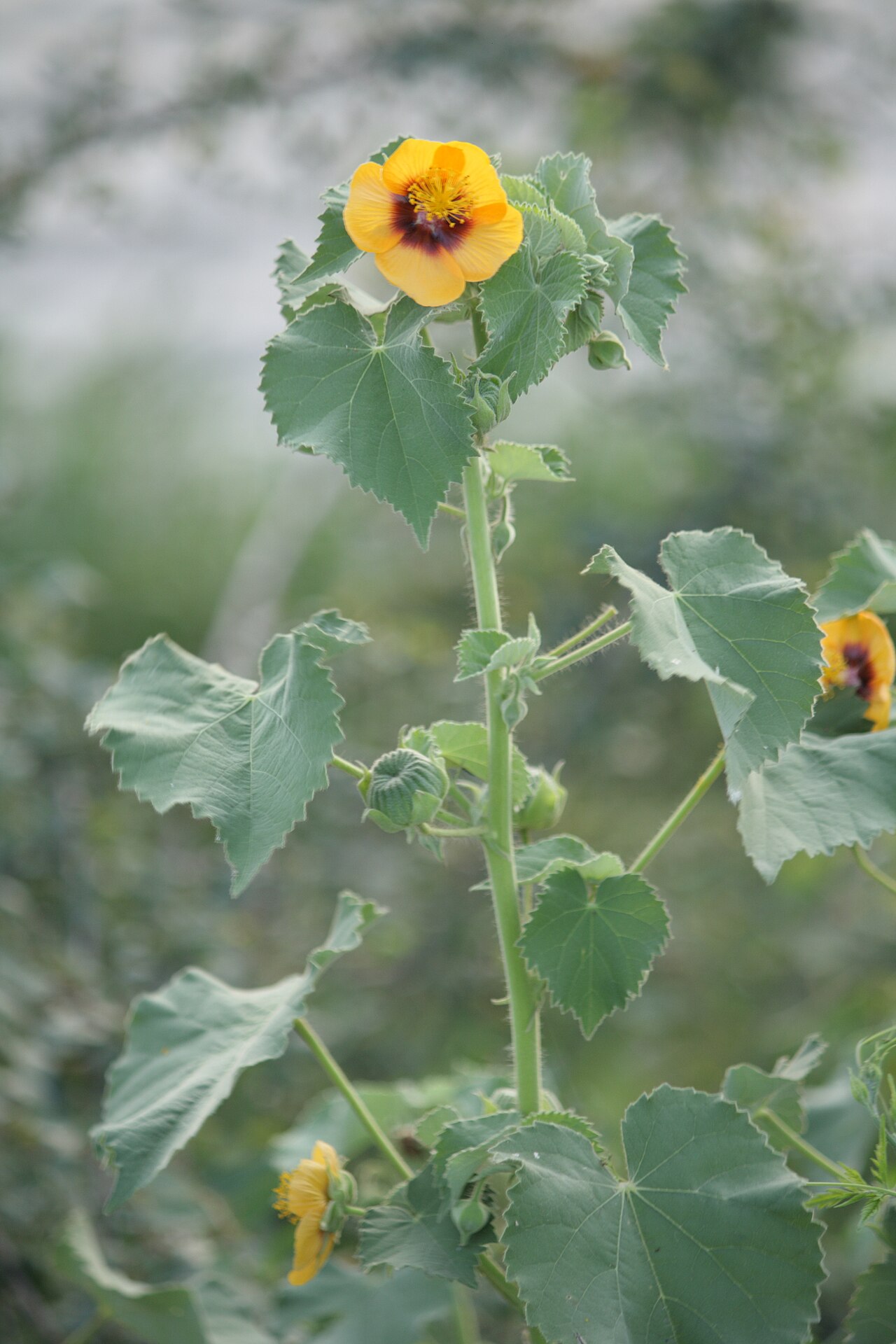 Foto van Indische abutilon