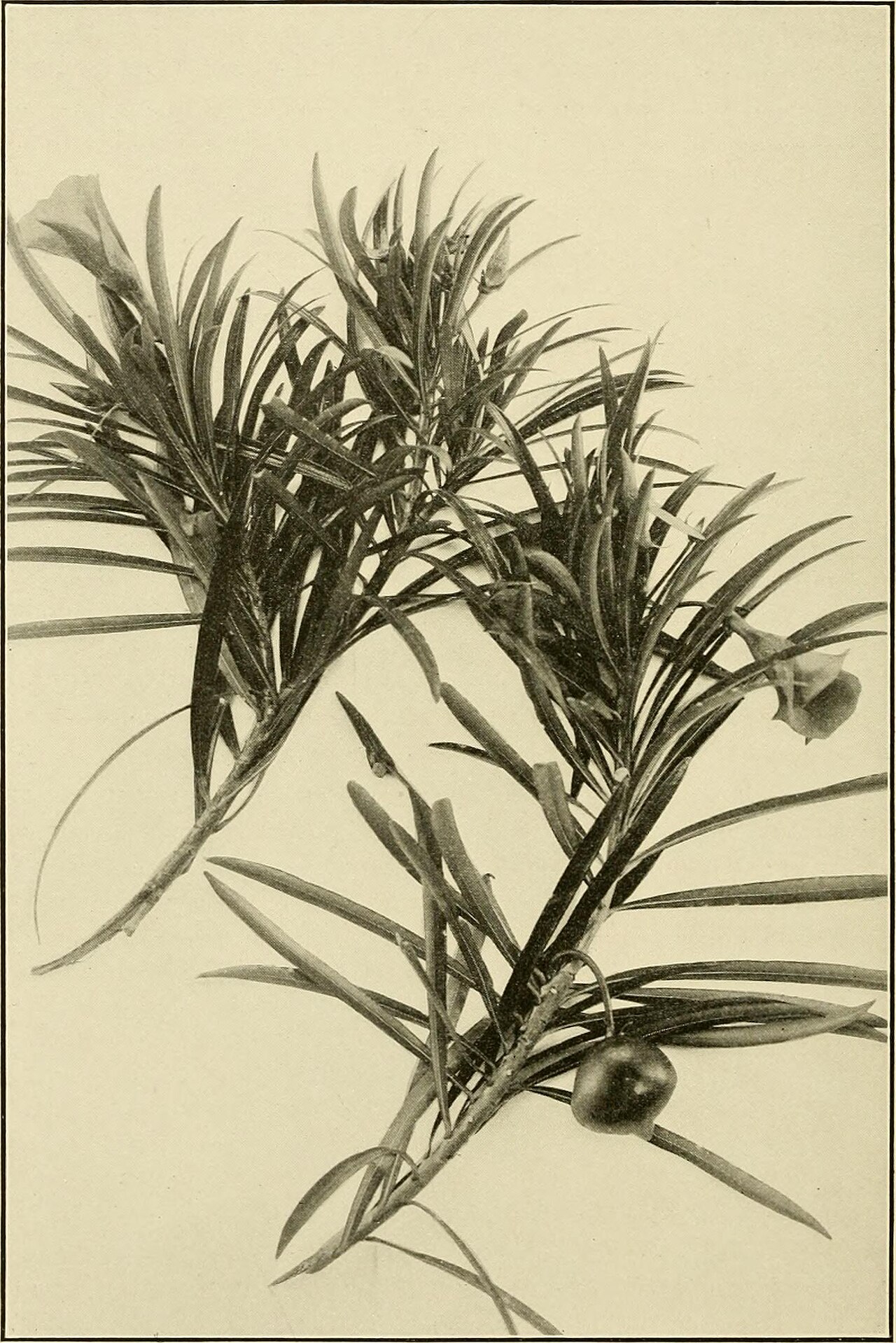 Foto van Peruaanse rinkelboom