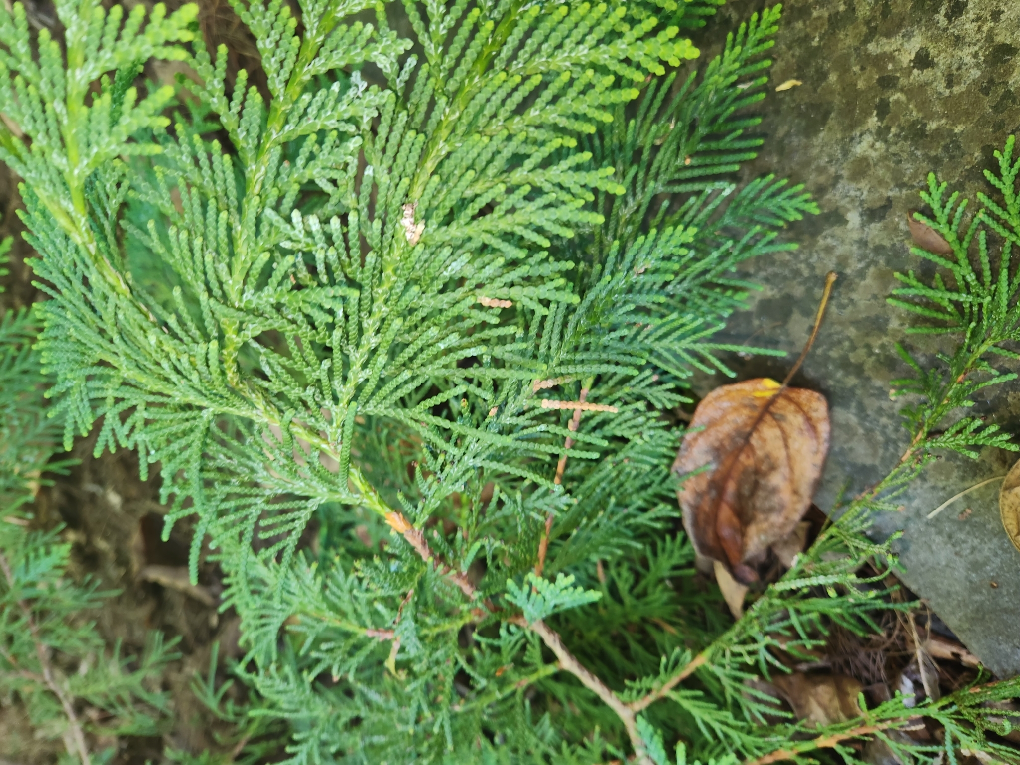 Foto van Koreaanse levensboom