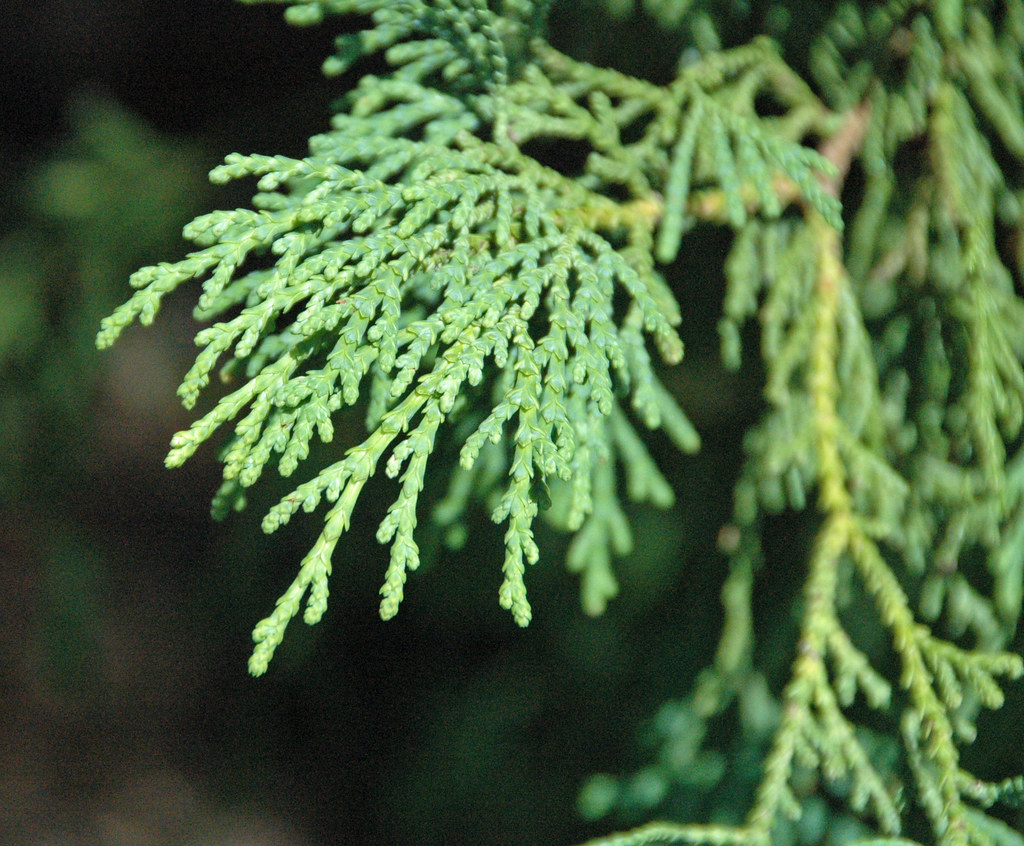 Foto van Japanse levensboom