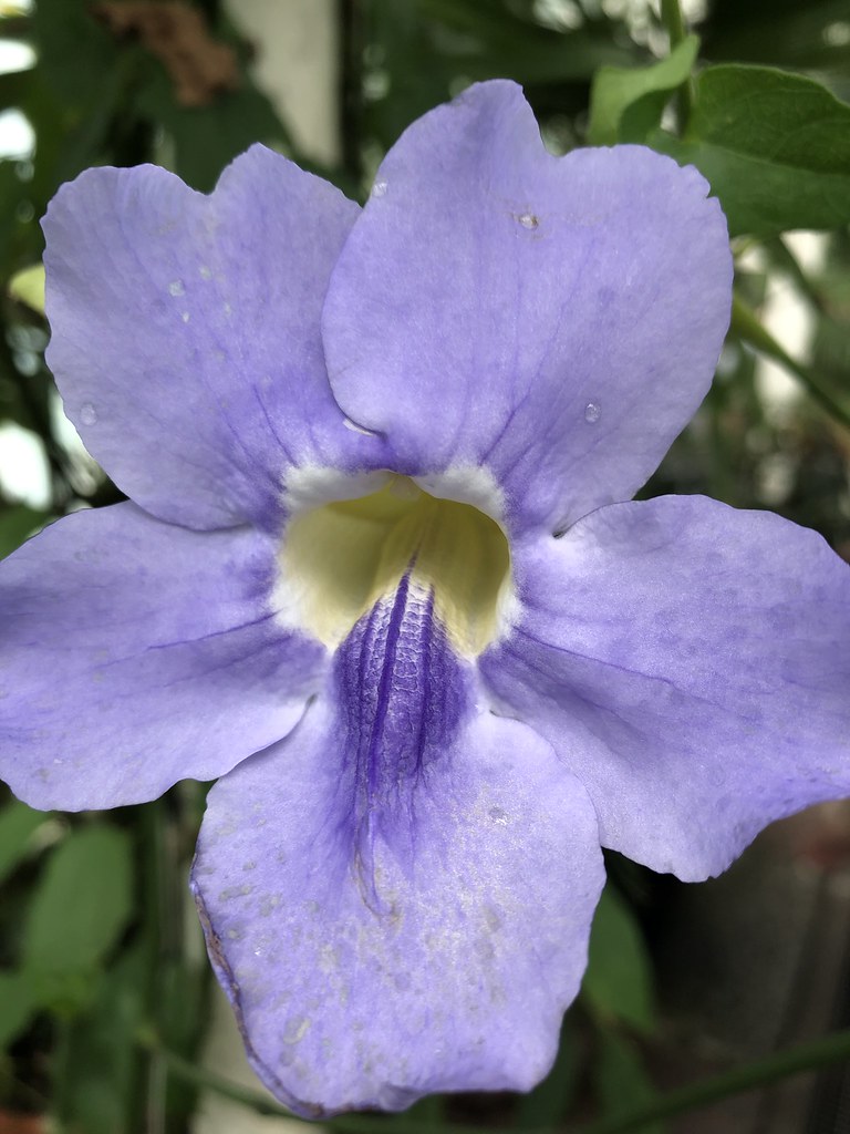 Foto van Grootbloemige thunbergia