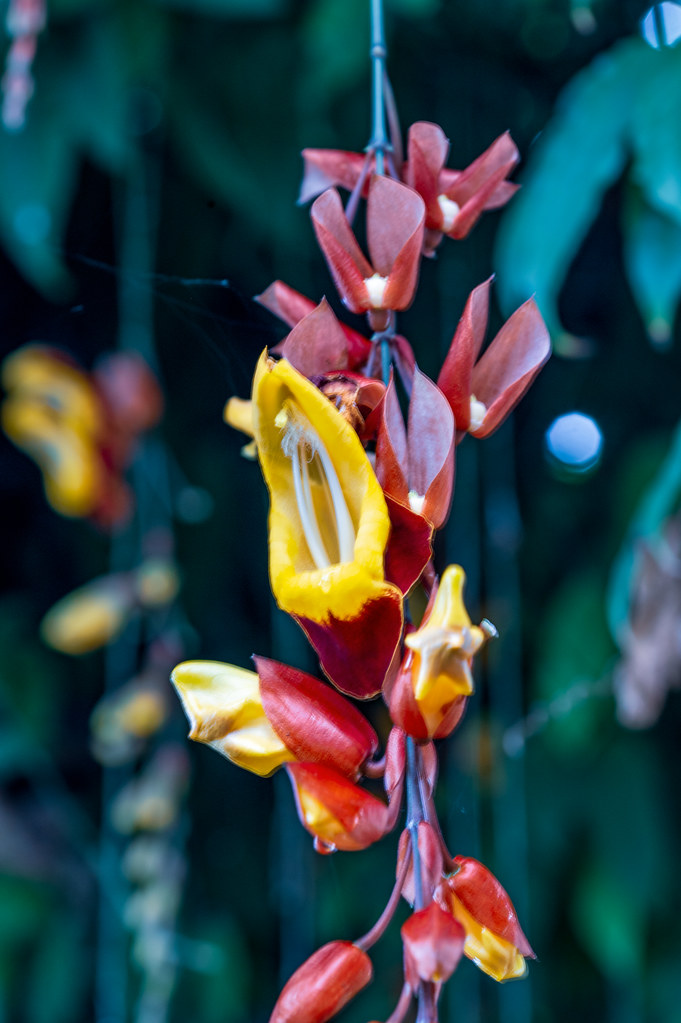 Foto van Mysore-winde