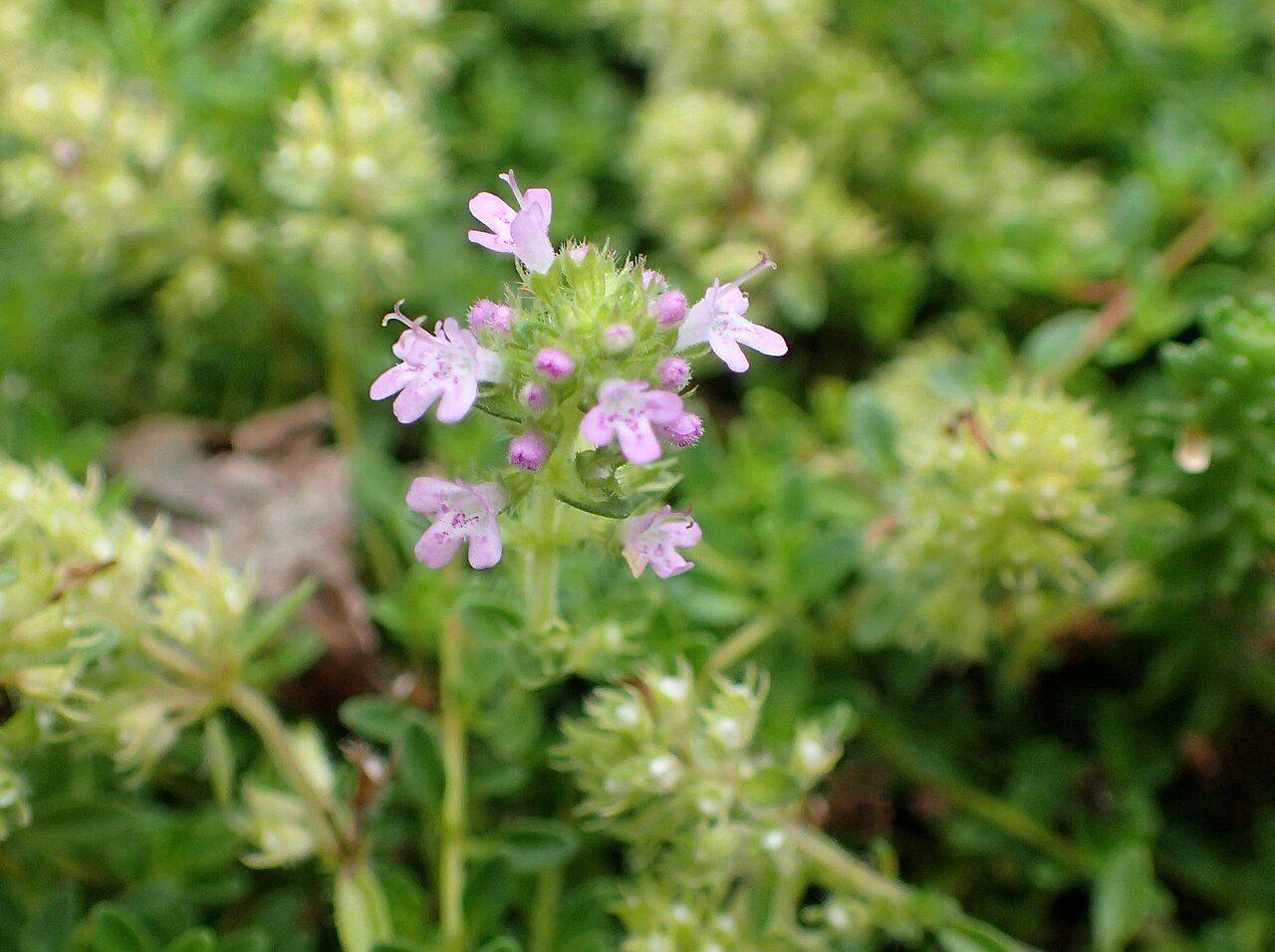 Foto van Woltijm ‘Pseudolanuginosus’