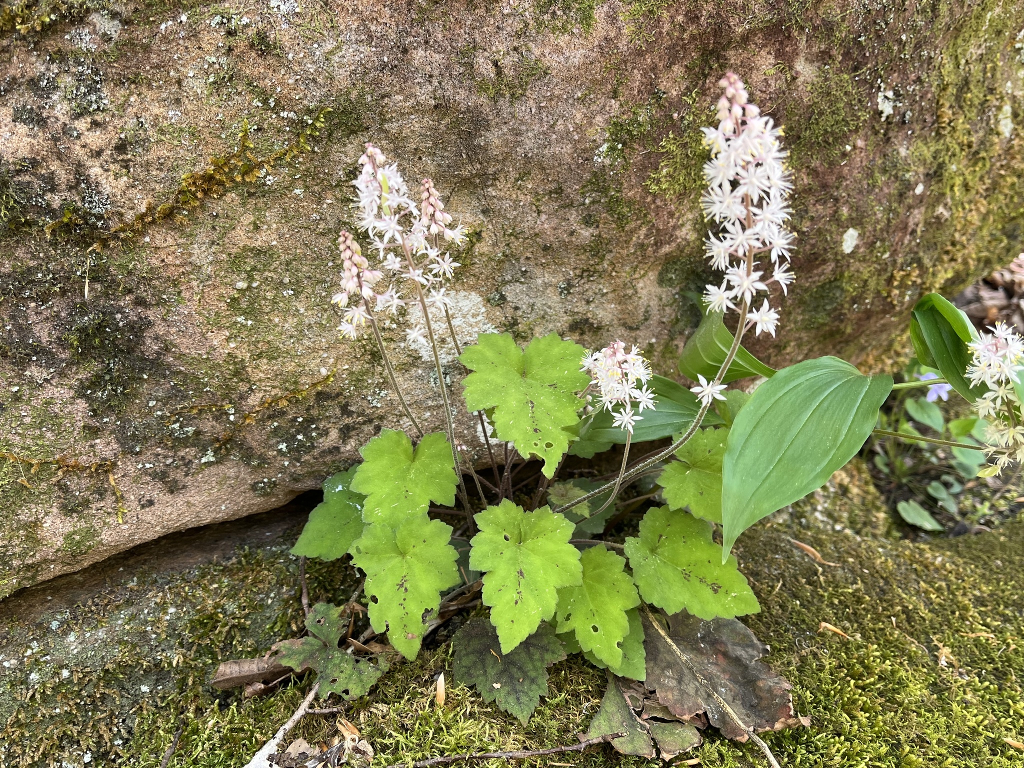Foto van Schuimbloem