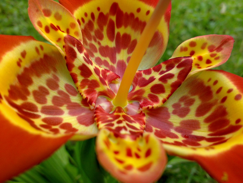 Foto van Tijgerbloem