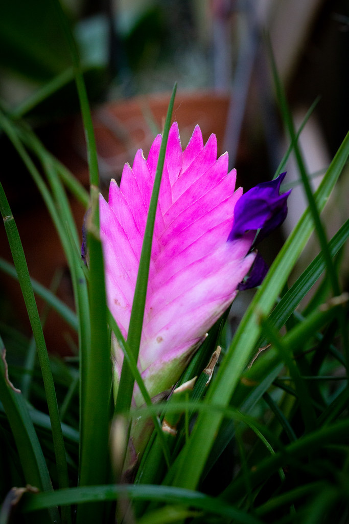 Foto van Tillandsia