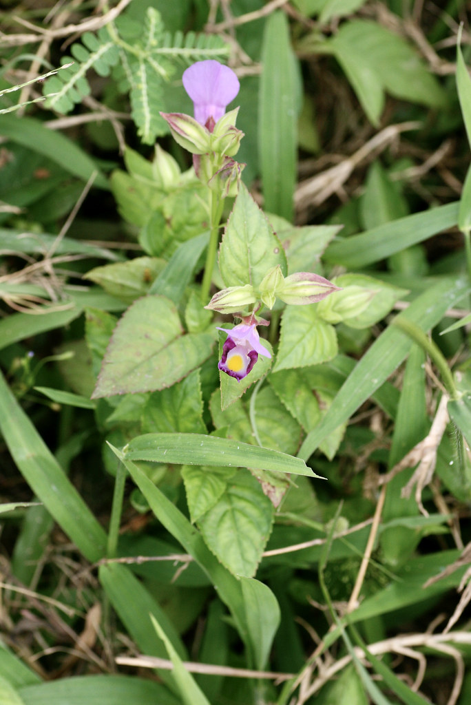 Foto van Torenia