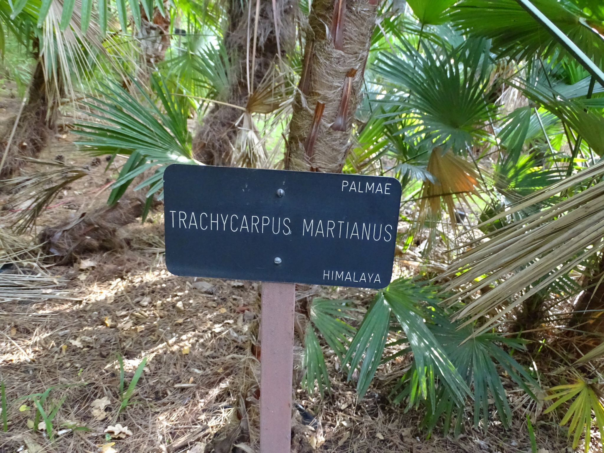 Foto van Khasia-waaierpalm