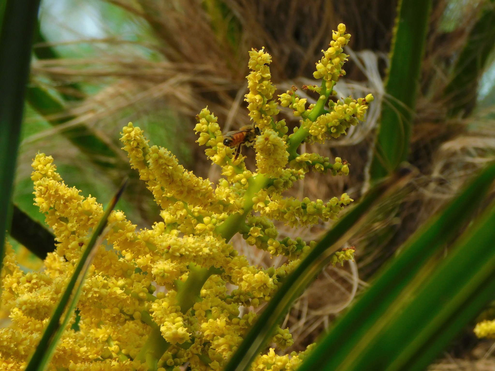 Foto van Kumaon-waaierpalm