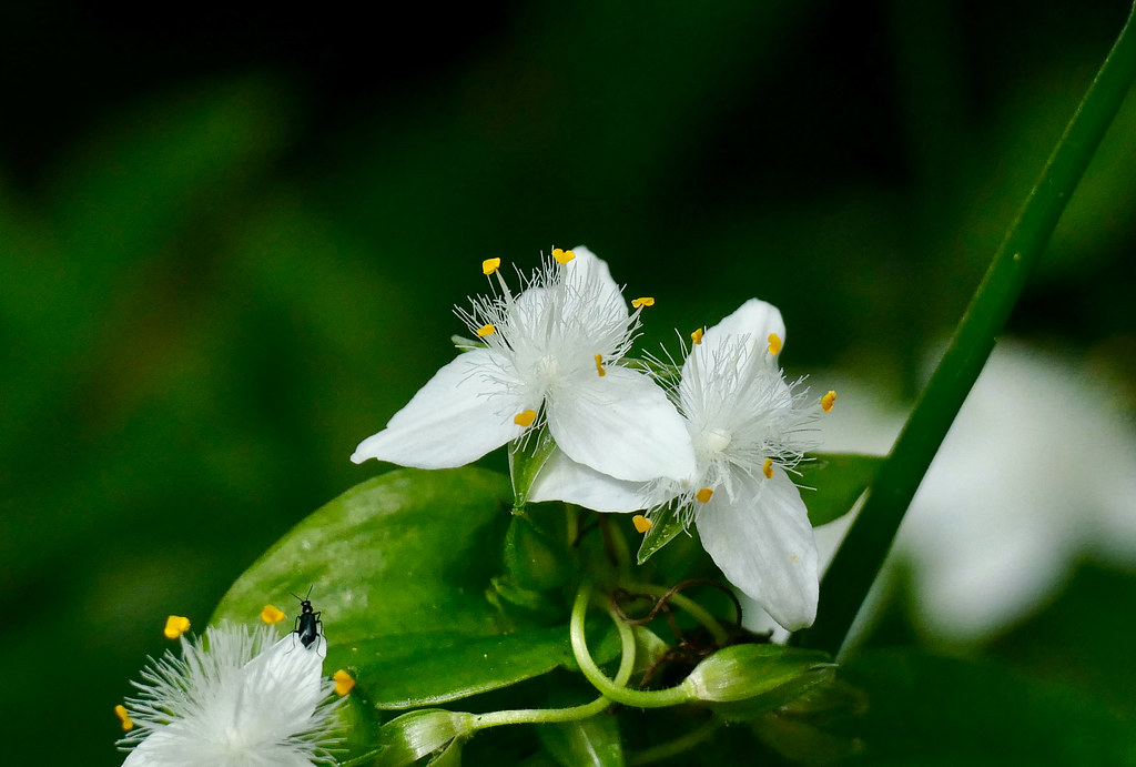 Foto van Vaderplant