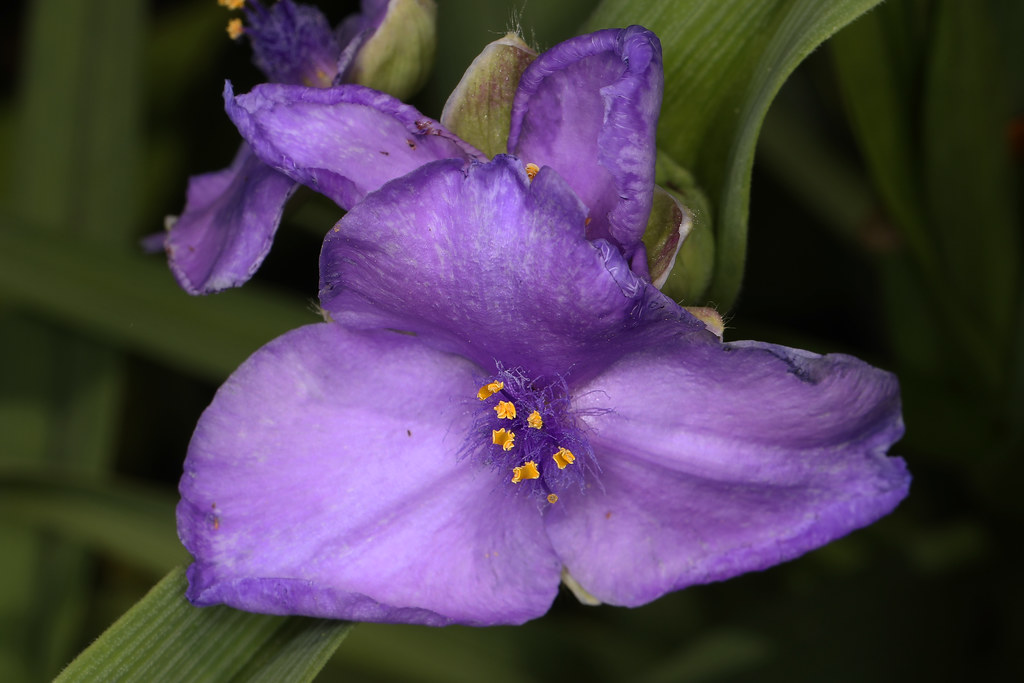 Foto van Eendagsbloem