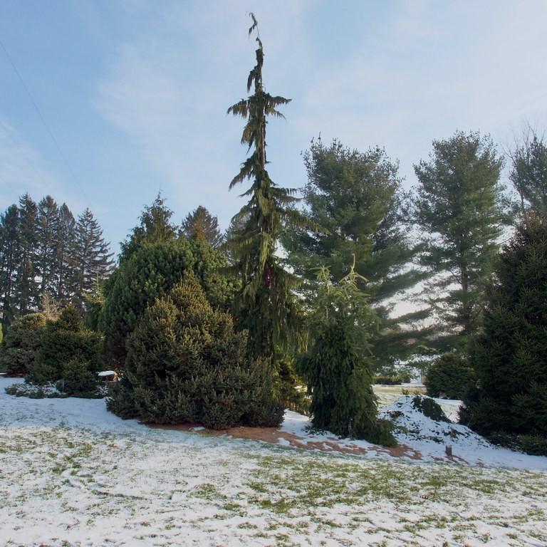 Foto van Gewone zilverspar ‘Pyramidalis’