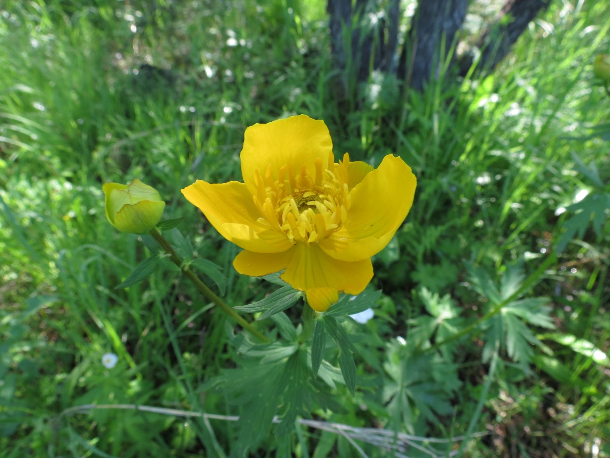 Foto van Oosterse kogelboterbloem