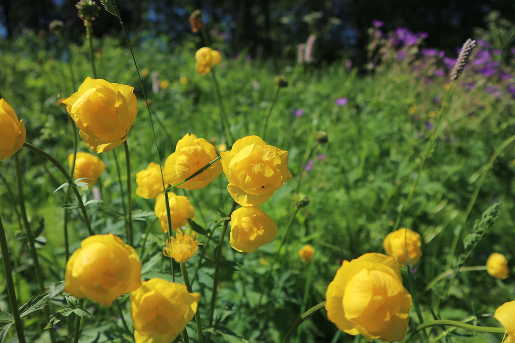 Foto van Kogelboterbloem ‘onbeperkt’