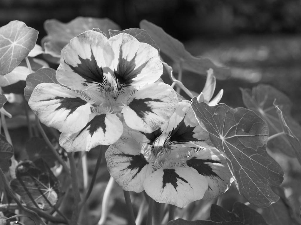 Foto van Oost-Indische kers