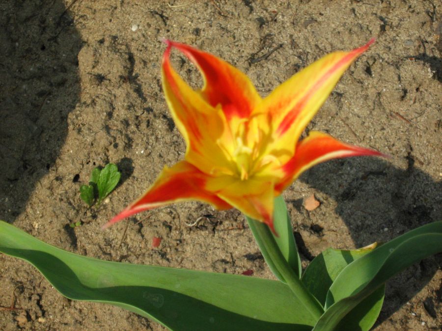 Foto van Tsjimgan-tulp
