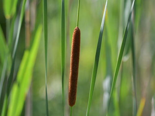 Foto van Bebladerde lisdodde