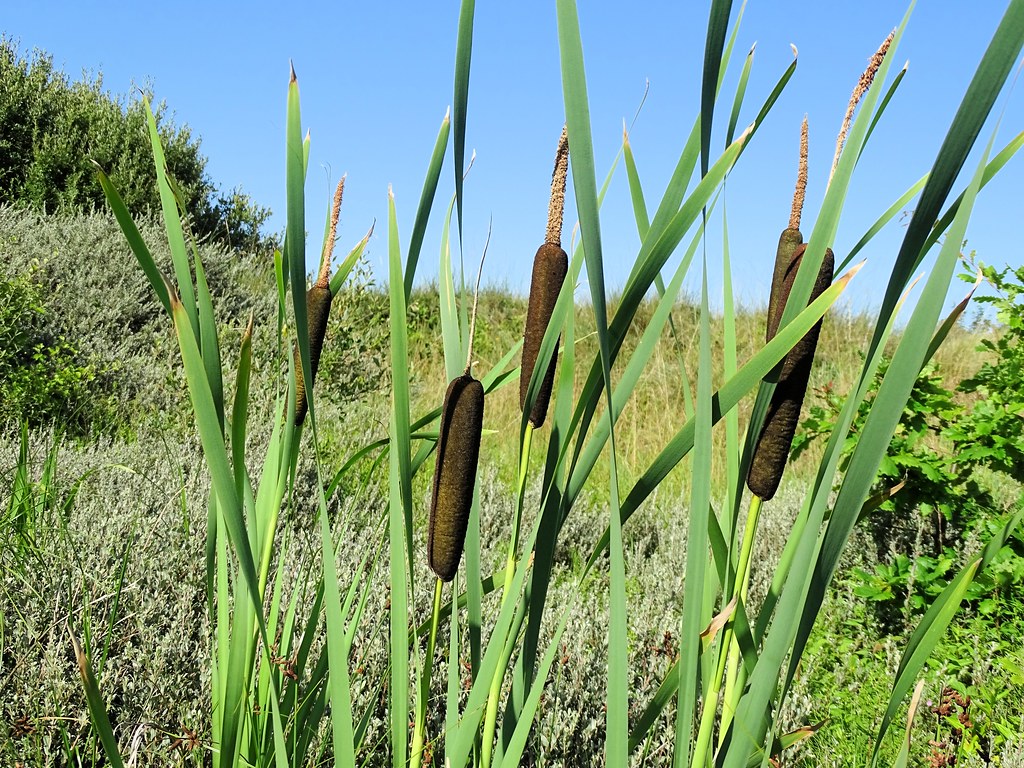 Foto van Grote lisdodde