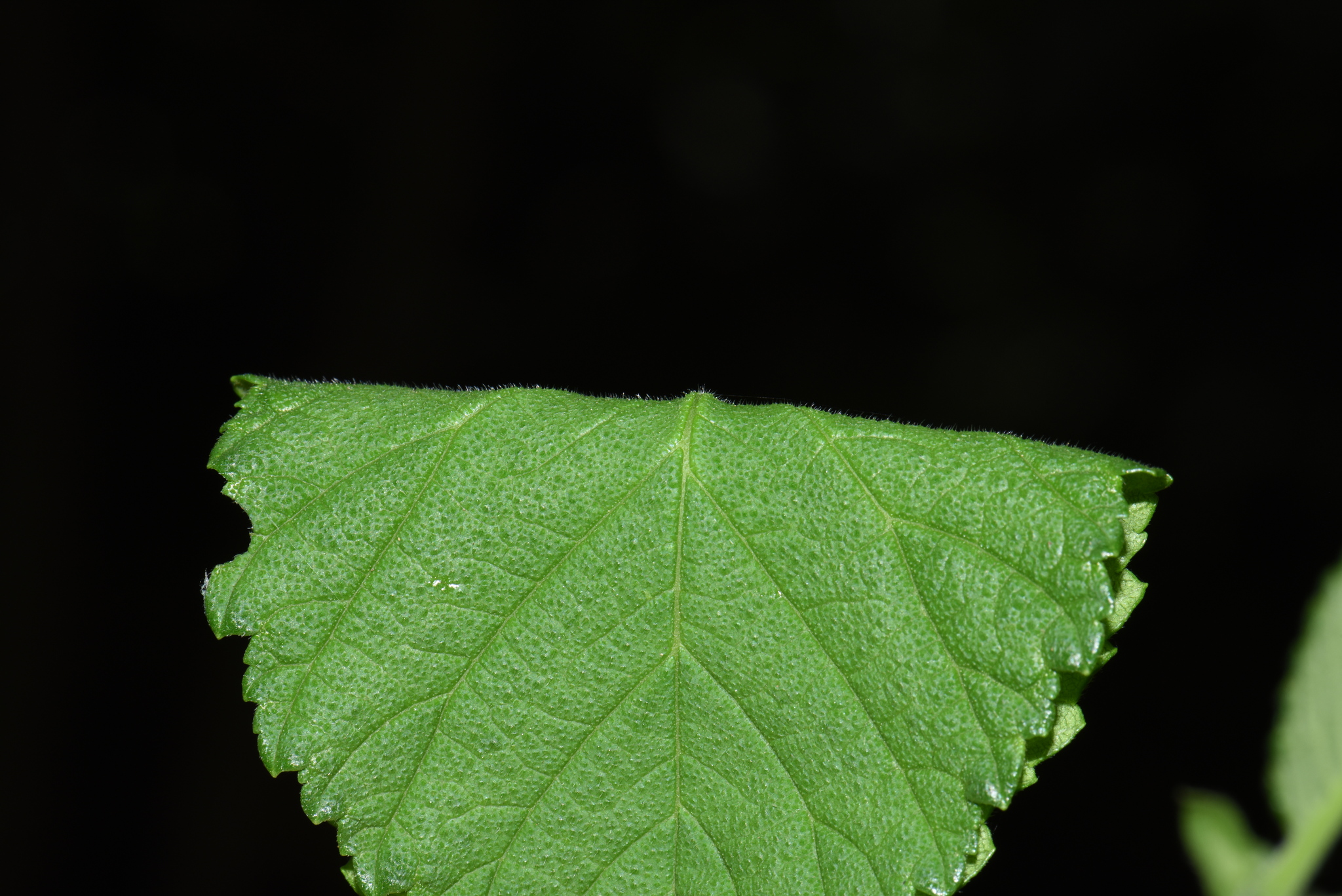 Foto van Chenmou-bergiep