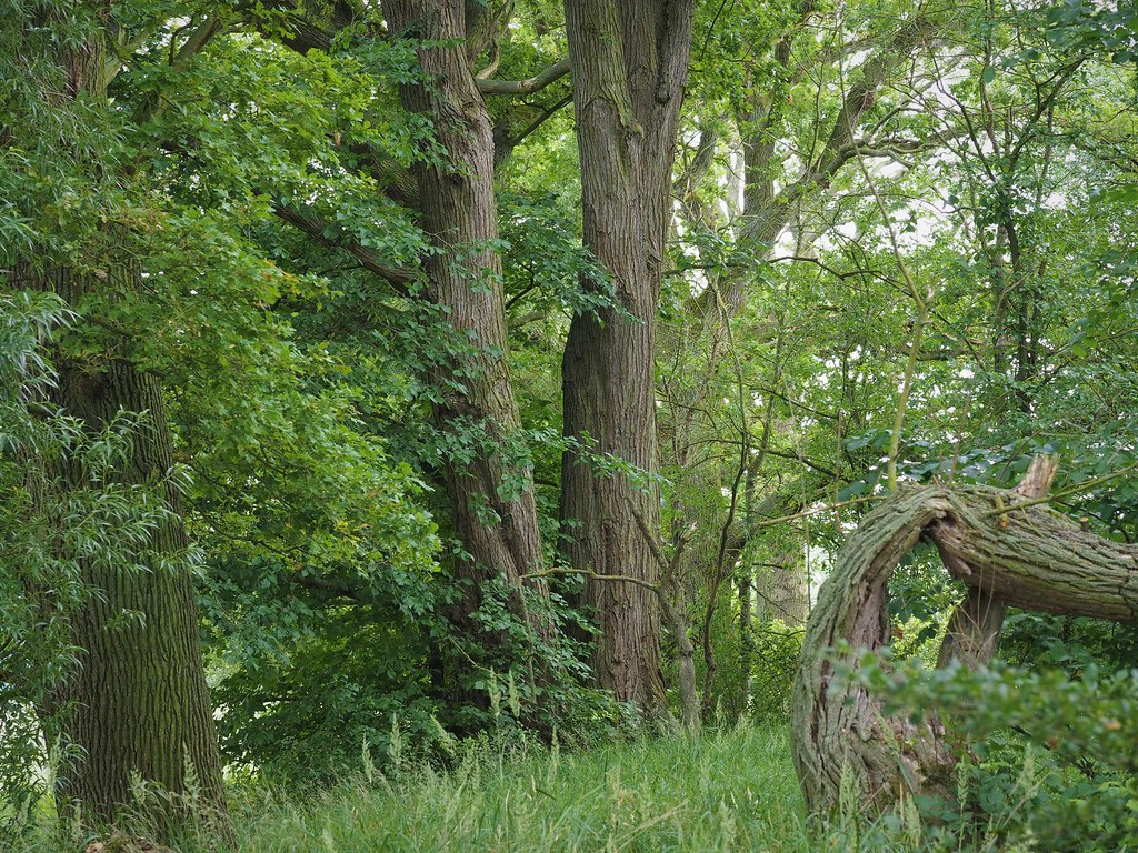 Foto van Fladderiep