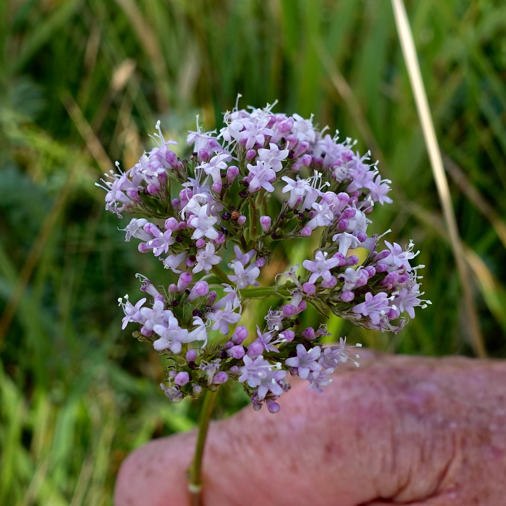Foto van Kleine valeriaan