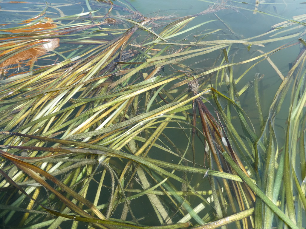 Foto van Vallisneria