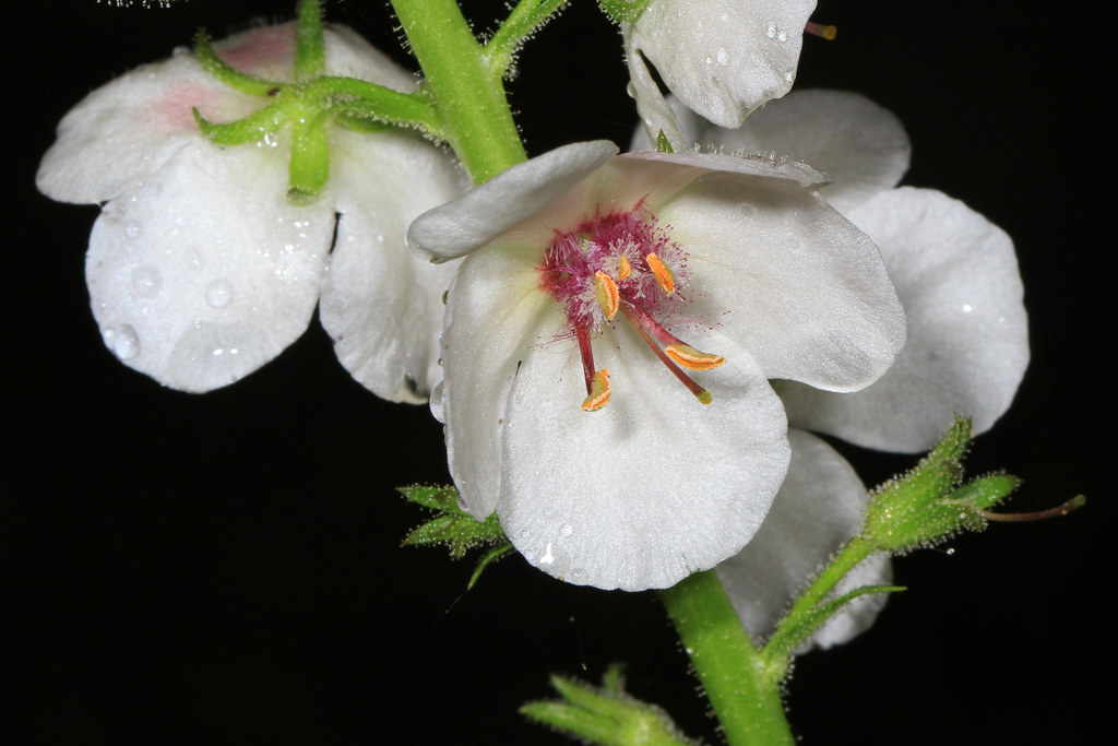 Foto van Mottenkruid