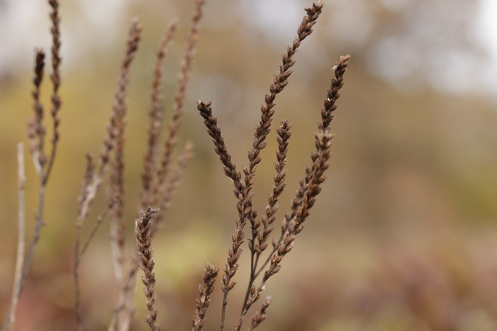 Foto van Blauwe verbena
