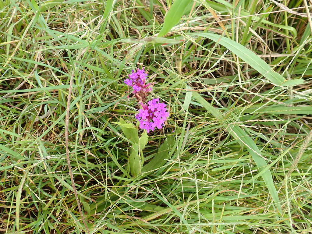 Foto van Hoofdjesverbena