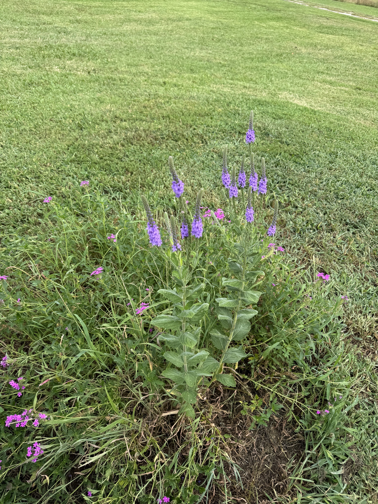 Foto van Lavendel-ijzerhard
