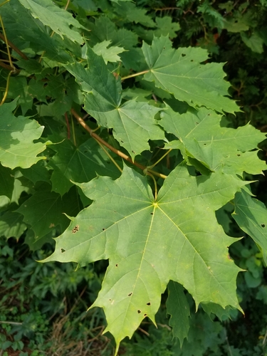 Foto van Noorse esdoorn