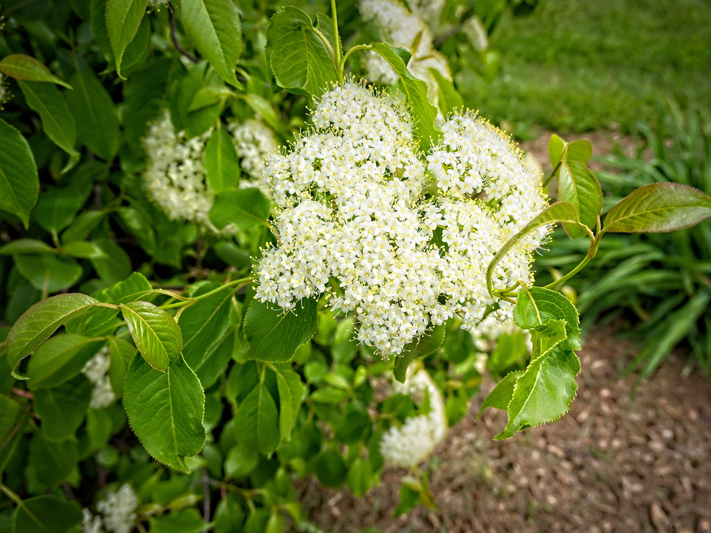 Foto van Schapenbes