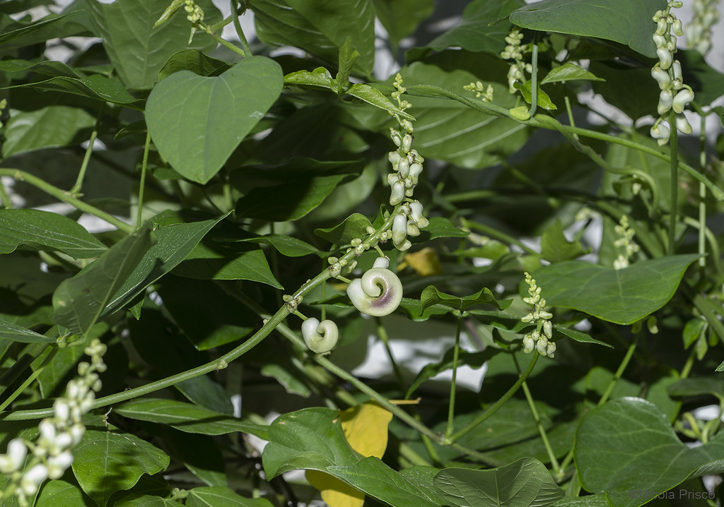 Foto van Schelpjesbloem