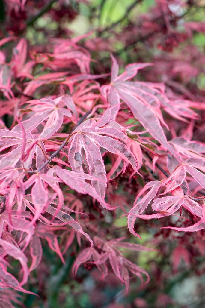 Foto van Japanse esdoorn s Rose Delight ‘Gwen's Rose Delight’