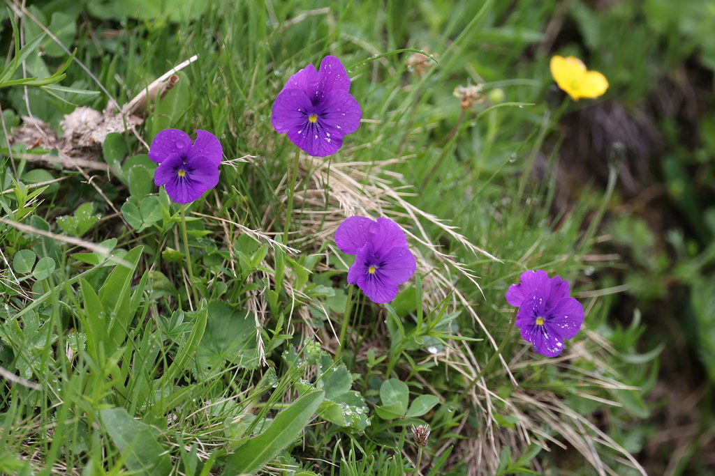Foto van Langsporig viooltje