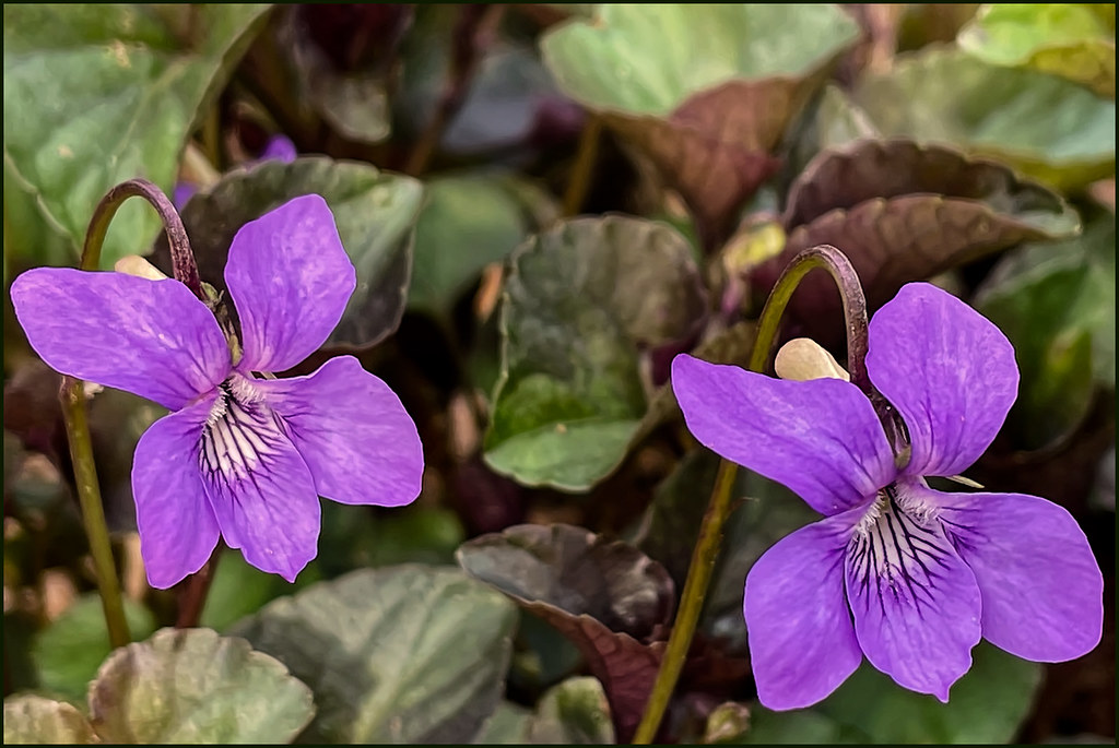 Foto van Labradorviooltje