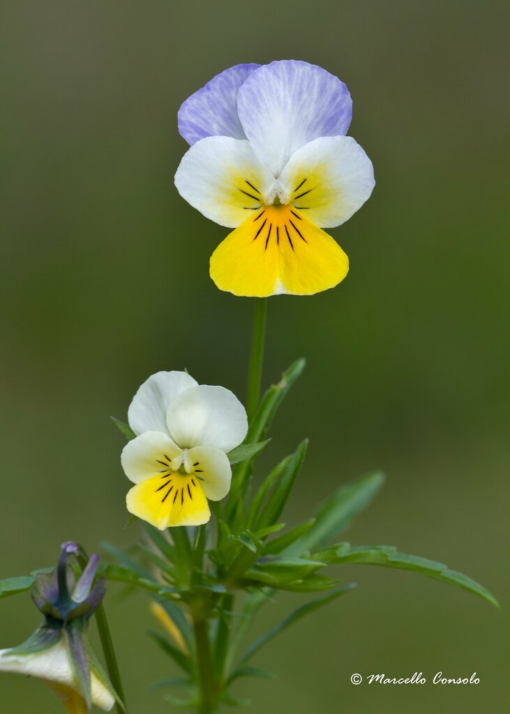 Foto van Driekleurig viooltje