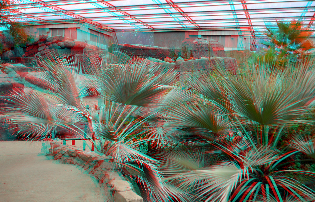 Foto van Mexicaanse waaierpalm