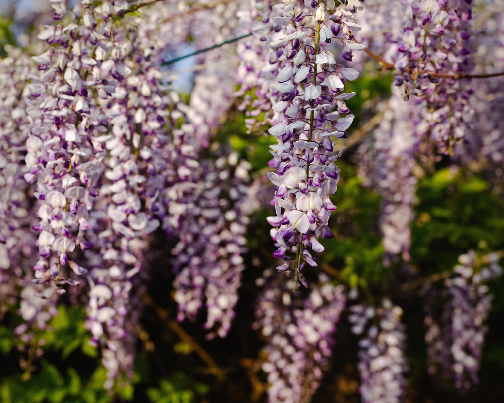 Foto van Japanse blauweregen