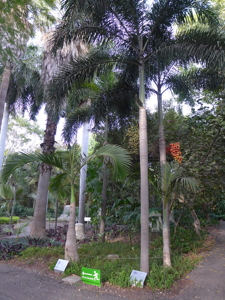 Foto van Vossenstaart-palm