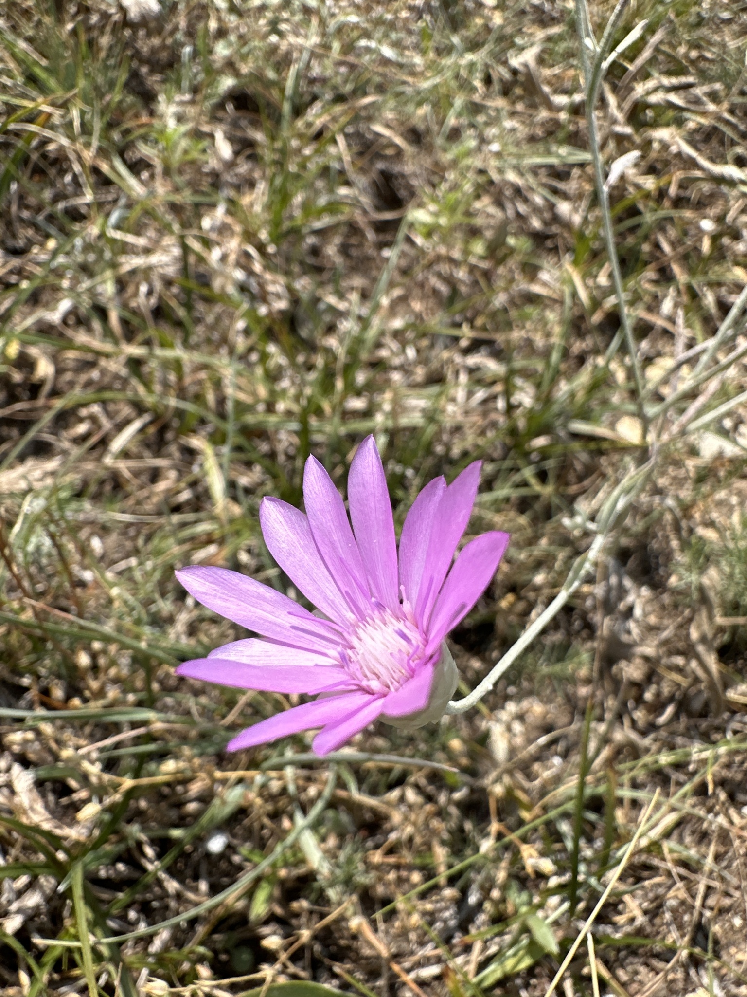 Foto van Papierbloem